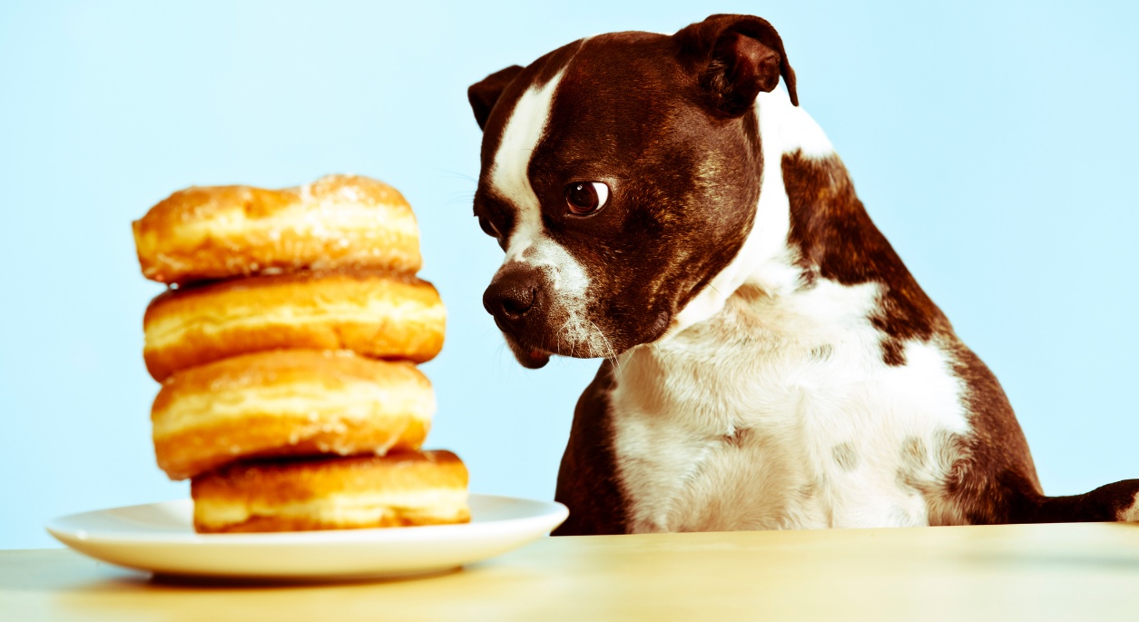 Dog looking at a plate stacked with donuts,
