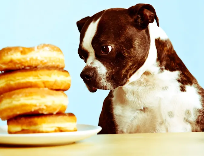 Dog looking at a plate stacked with donuts, Dog looking at a plate stacked with donuts,