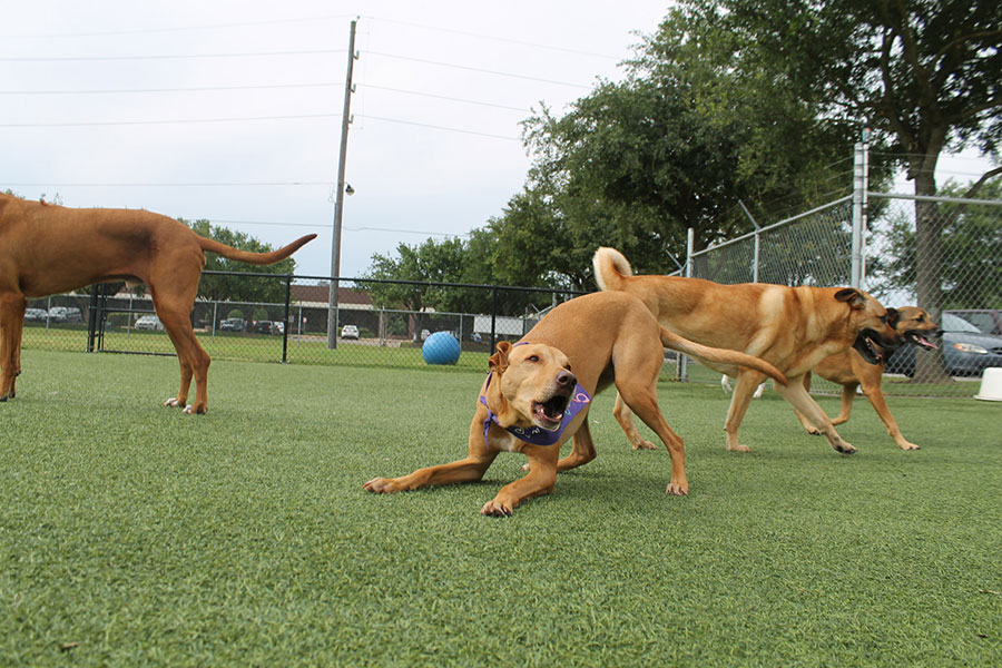 Brown dogs playing on turf field.
