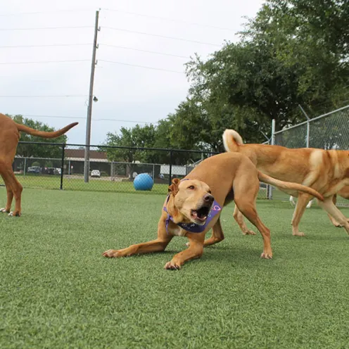 Brown dogs playing on turf field.