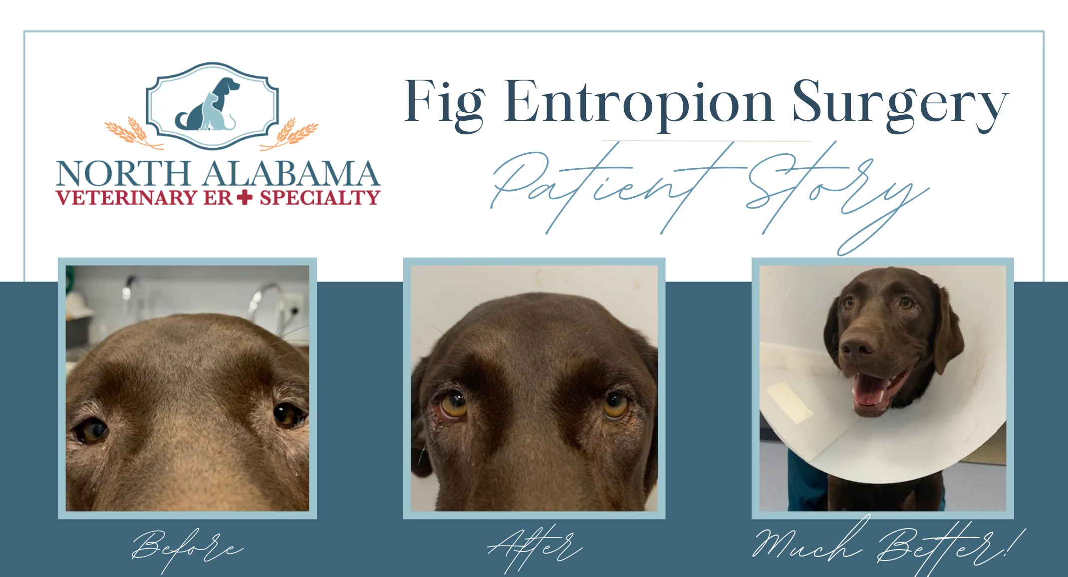 Fig Entropion Patient Story Fig Entropion Patient Story