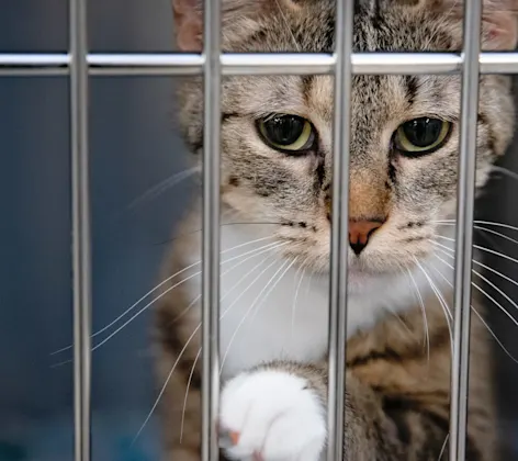 A cat in a kennel A cat in a kennel