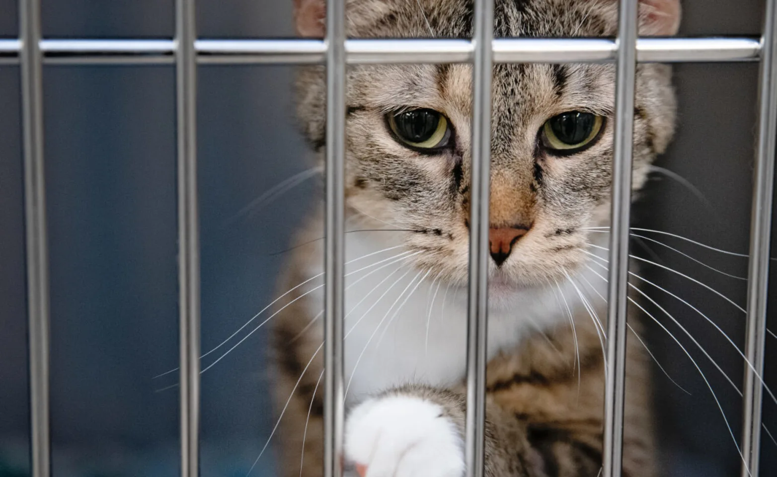 A cat in a kennel A cat in a kennel