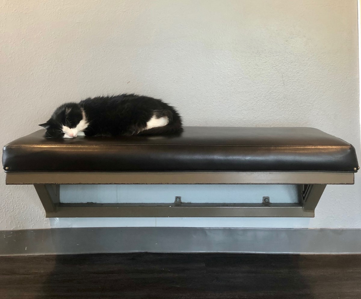 tuxedo cat sleeping on a bench 