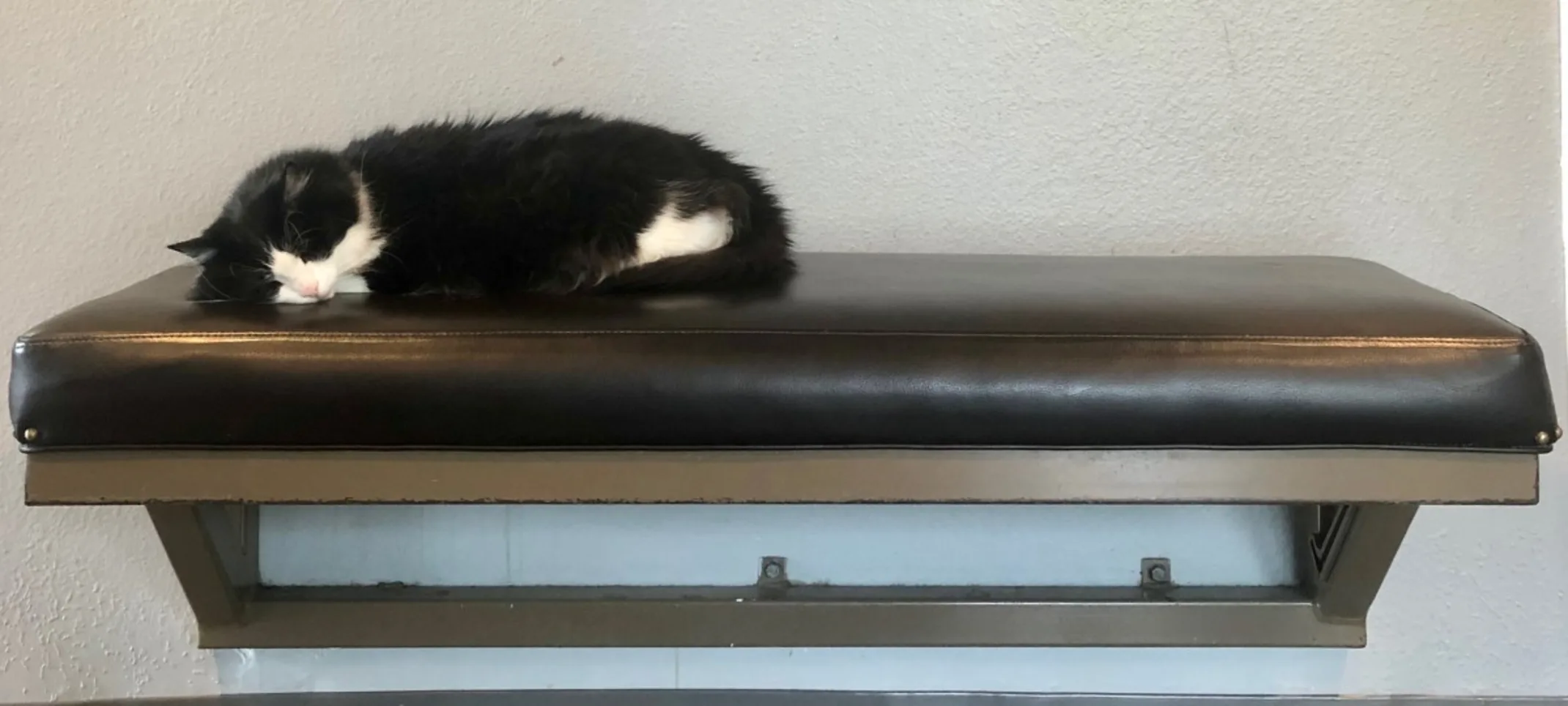 tuxedo cat sleeping on a bench tuxedo cat sleeping on a bench