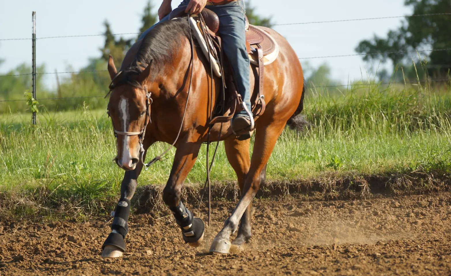 Brown and white horse