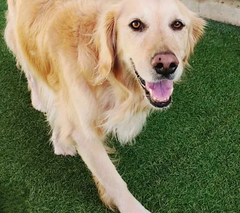 Beige Golden Retriever Beige Golden Retriever