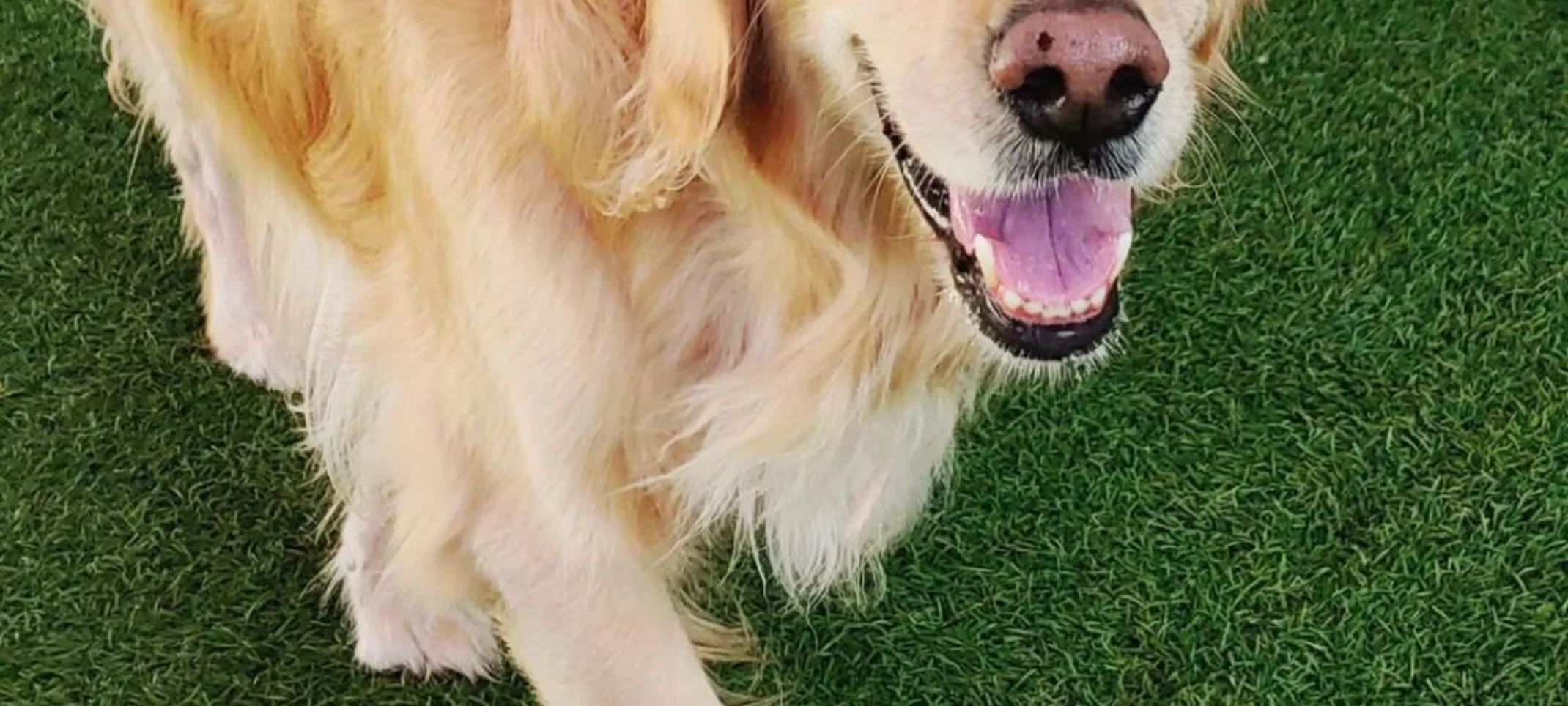 Beige Golden Retriever 