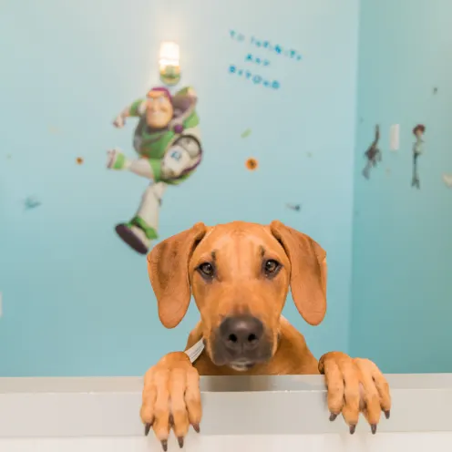 Plaza Del Amo Hospital Dog in Toy Story Room