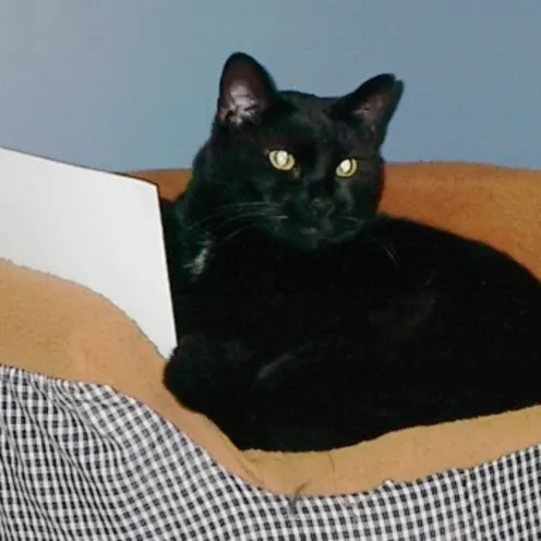 Spookie in bed Spookie in bed