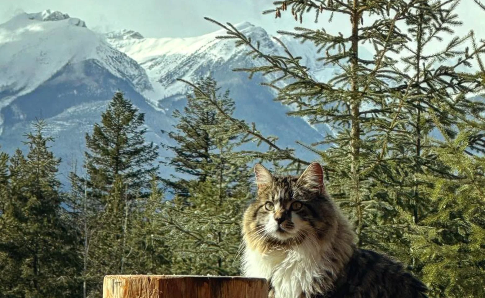 Cat perched on wood in front of mountains and trees Cat perched on wood in front of mountains and trees