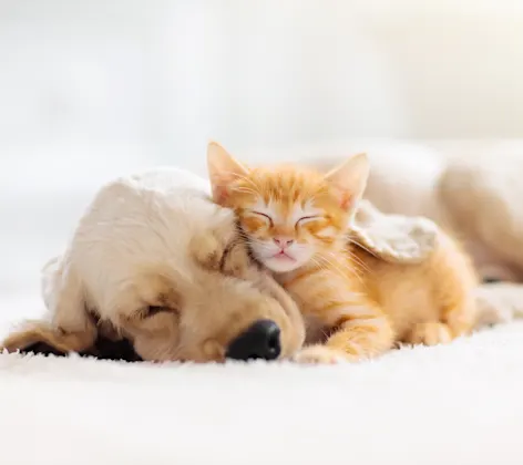 Puppy and Kitten snuggling 