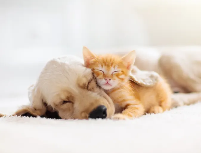 Puppy and Kitten snuggling 