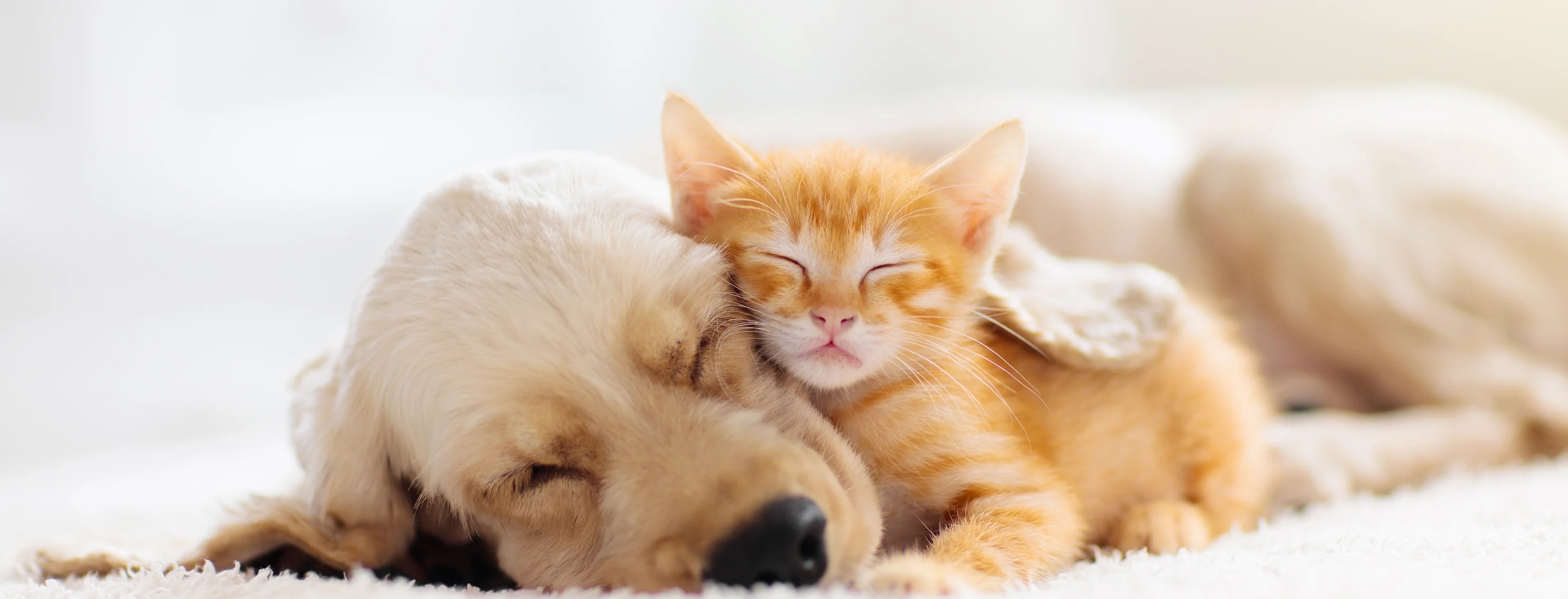 Puppy and Kitten snuggling Puppy and Kitten snuggling