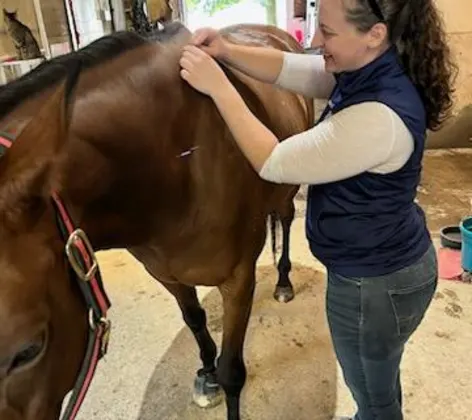 A horse receiving acupuncture A horse receiving acupuncture