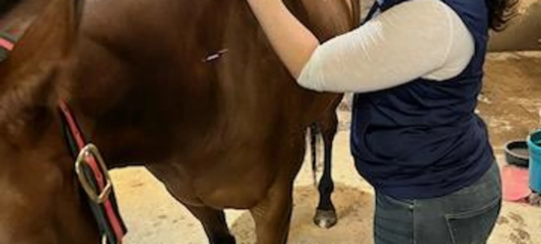 A horse receiving acupuncture A horse receiving acupuncture