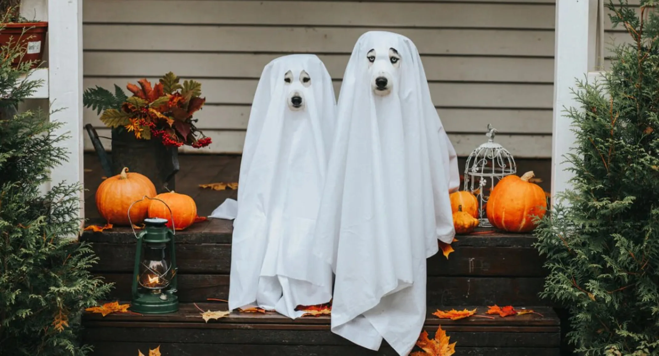 Halloween dog Halloween dog