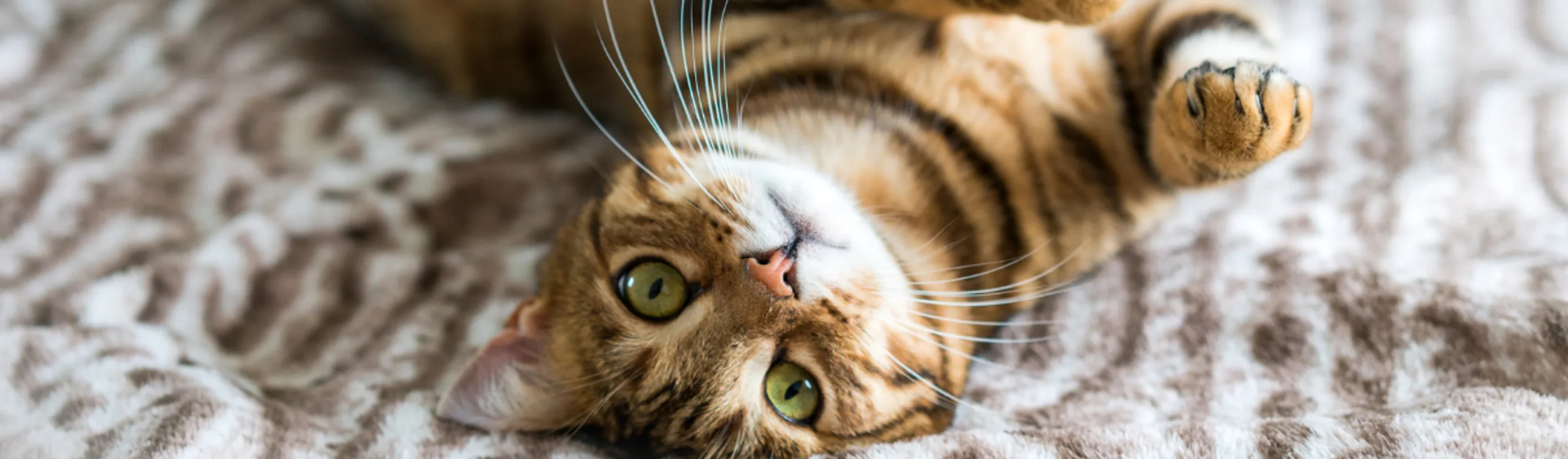 A cat is on a rug looking up. A cat is on a rug looking up.