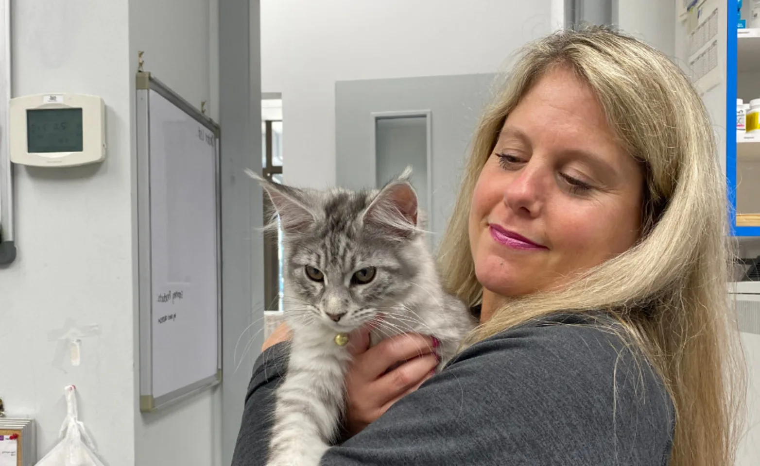 Vet holding a white and grey cat Vet holding a white and grey cat