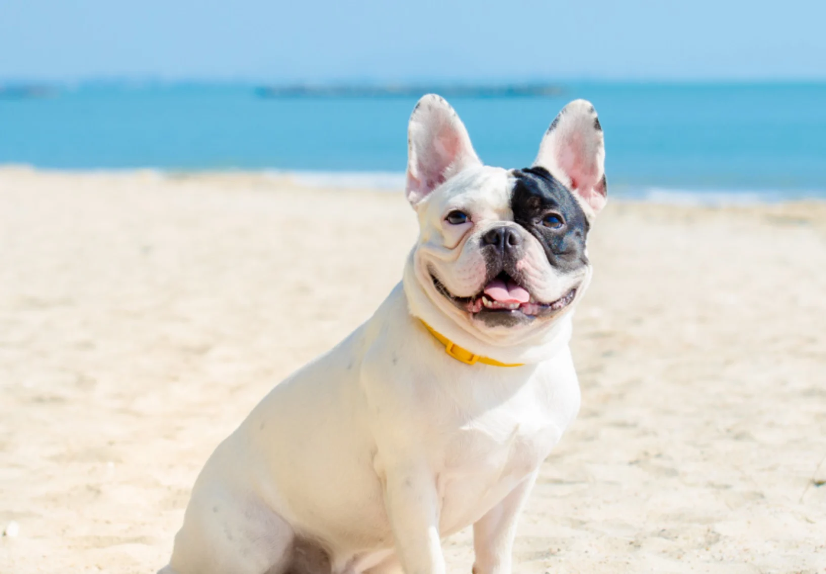 Bulldog with tongue out at the beach