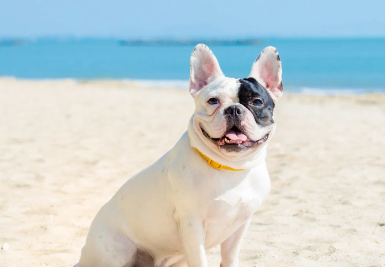 Bulldog with tongue out at the beach Bulldog with tongue out at the beach