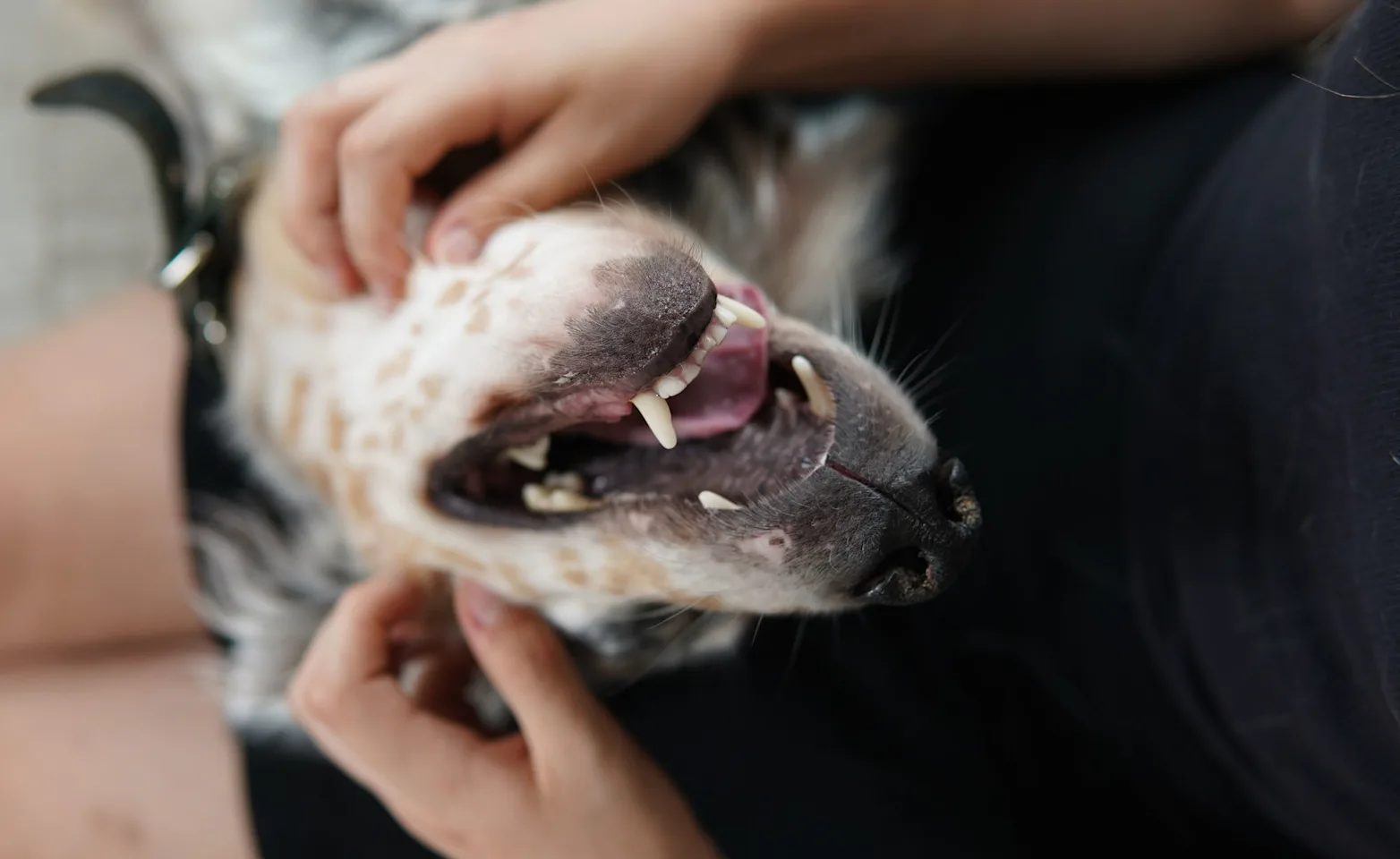 A dog smiling while looking up at it's owner. A dog smiling while looking up at it's owner.