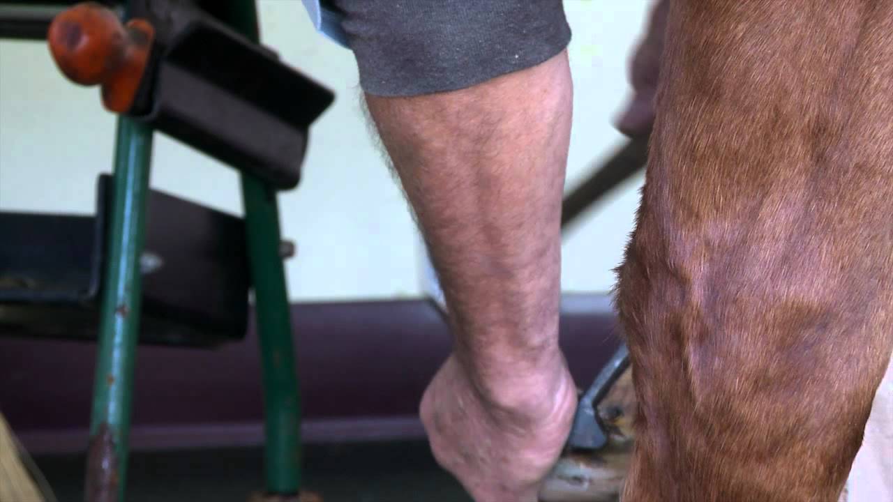 Therapeutic Shoeing