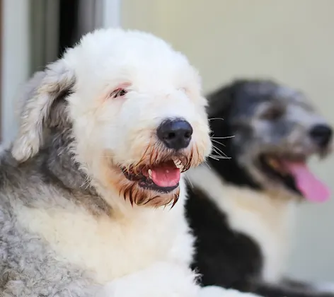 Dogs laying next to one another