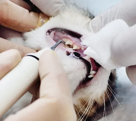 Dental procedure on a cat Dental procedure on a cat