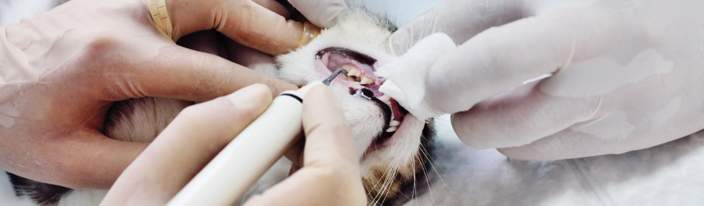 Dental procedure on a cat Dental procedure on a cat