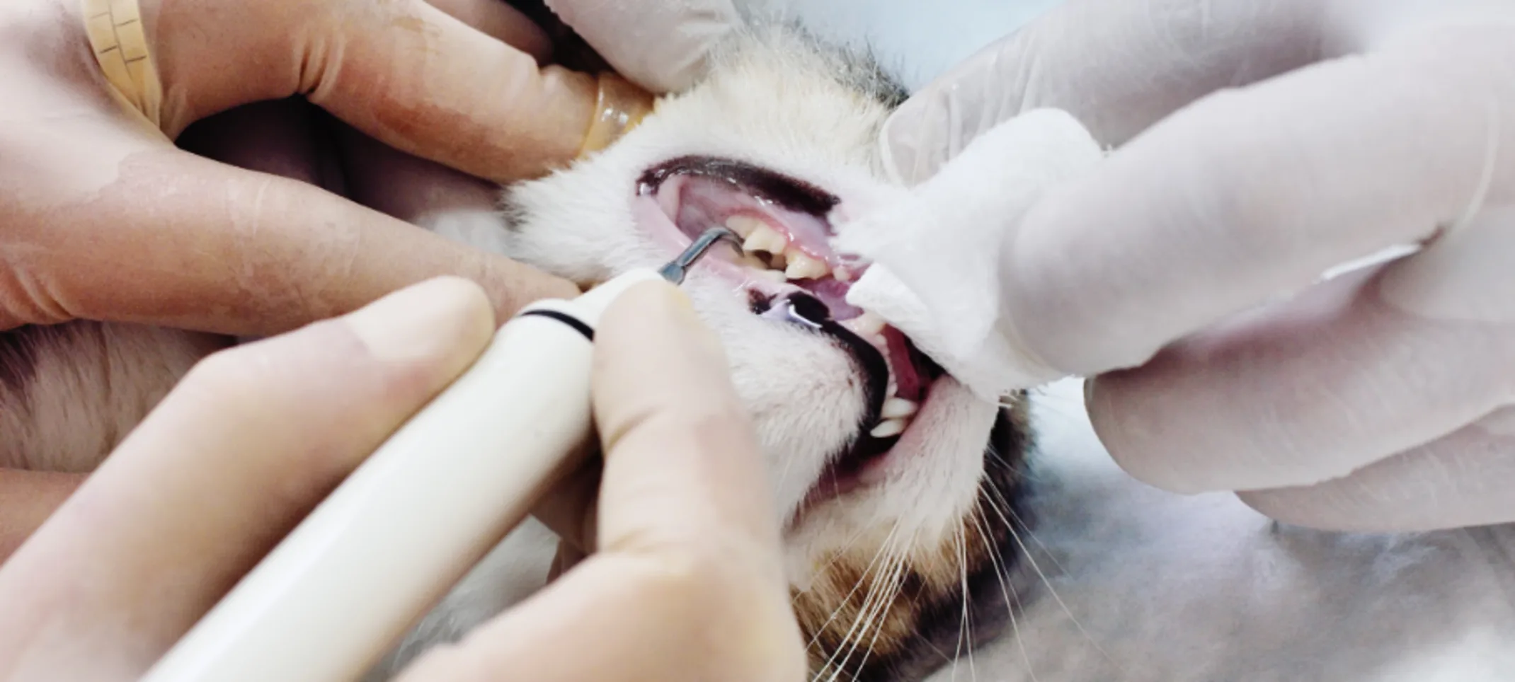 Dental procedure on a cat Dental procedure on a cat