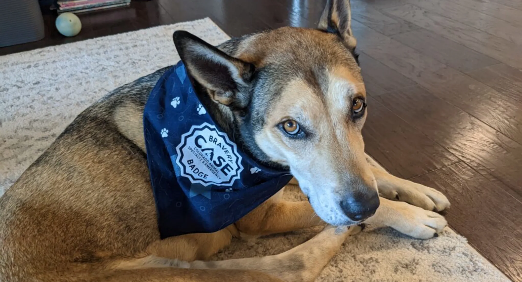 Copper with a CASE bandana Copper with a CASE bandana