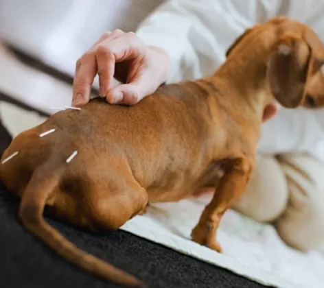 Dachshund with acupuncture Dachshund with acupuncture