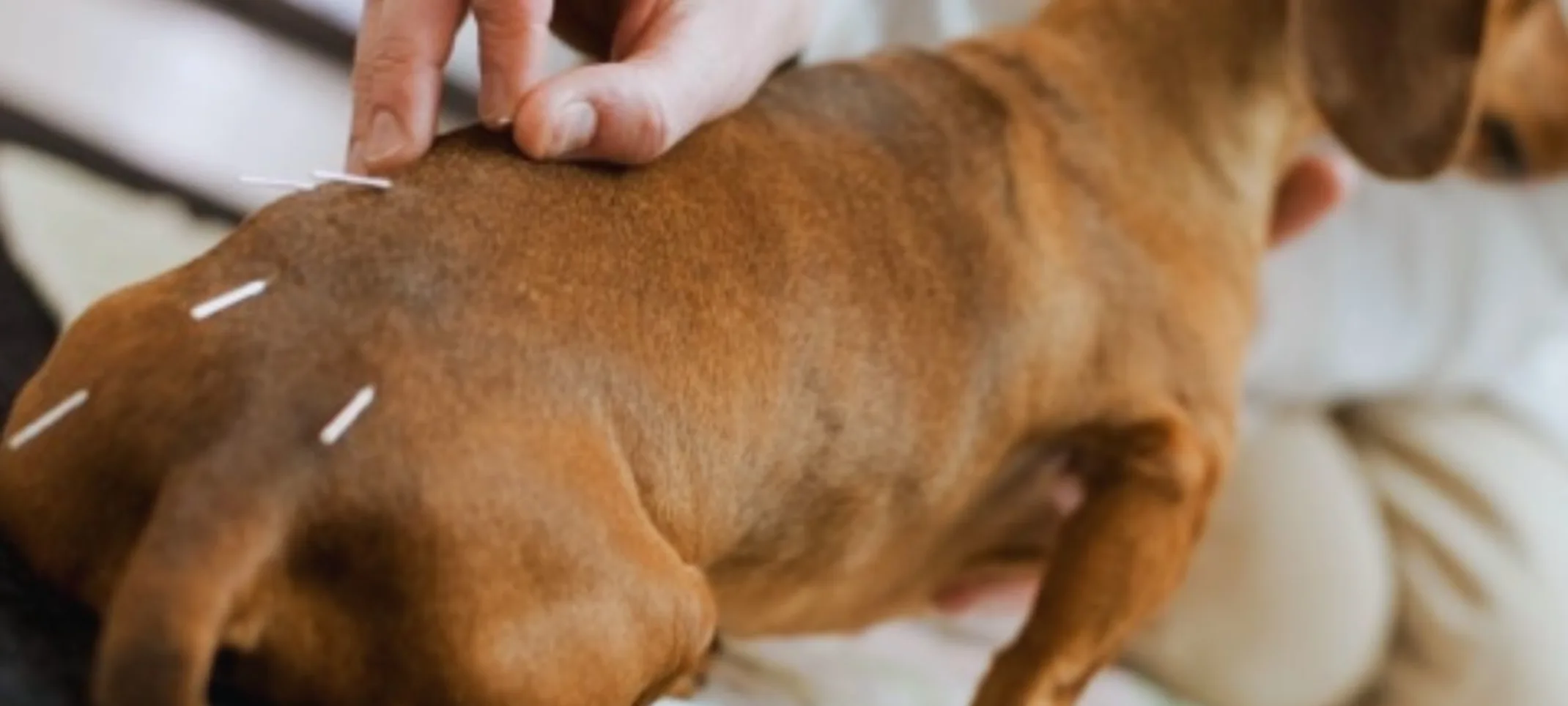 Dachshund with acupuncture Dachshund with acupuncture