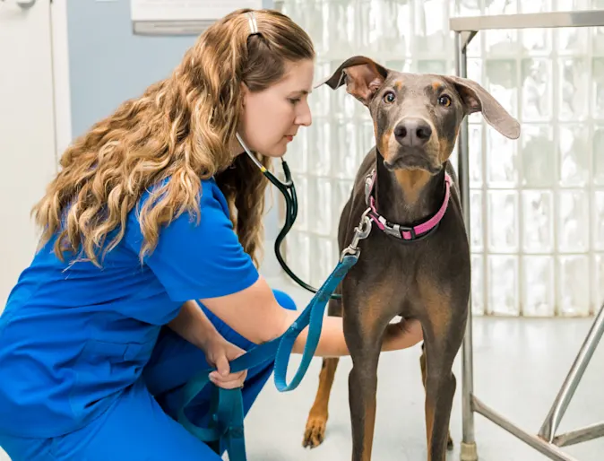 Veterinarian checking a dog Veterinarian checking a dog