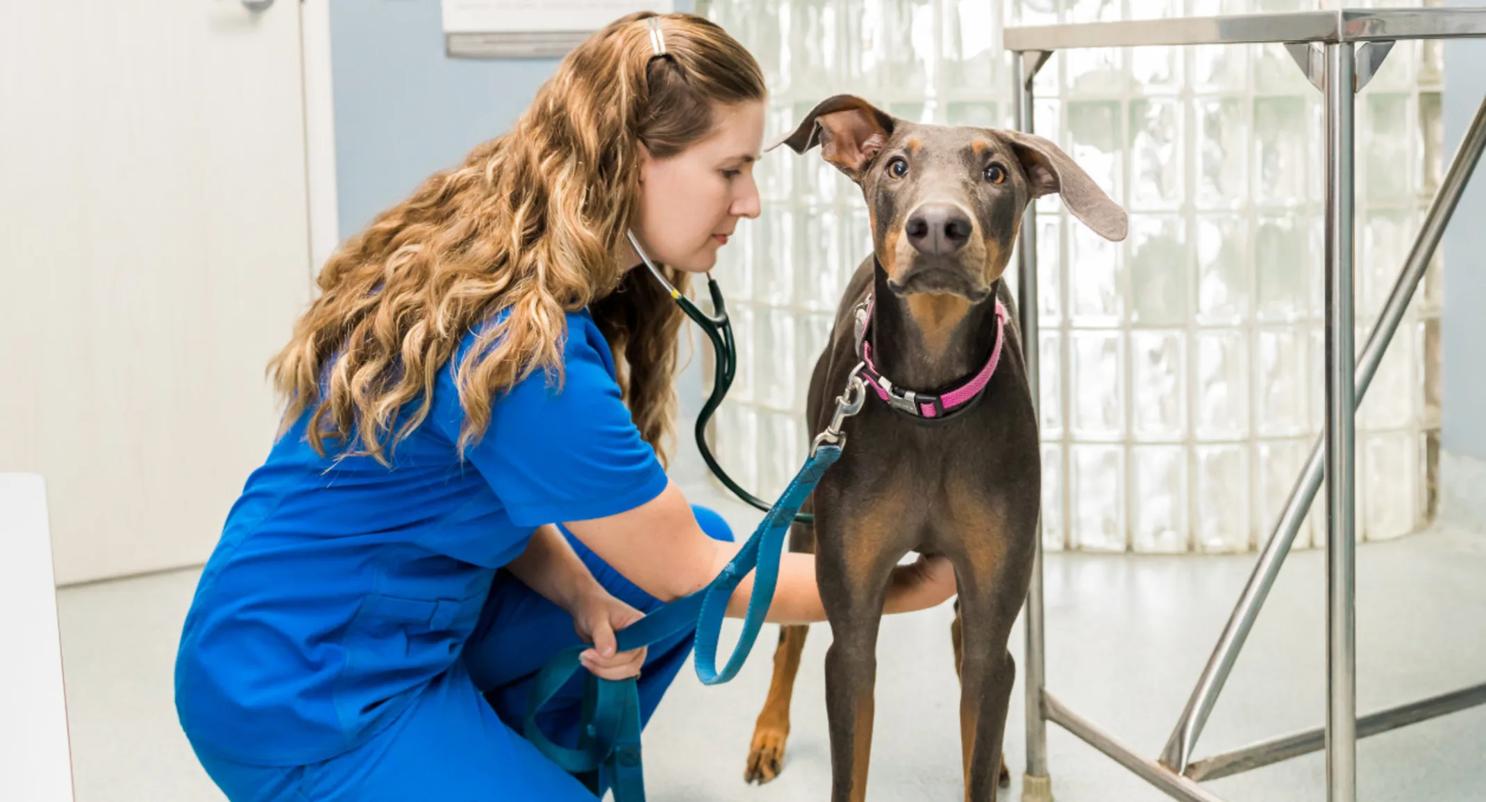 Veterinarian checking a dog Veterinarian checking a dog