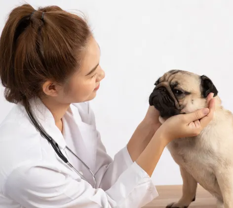 Veterinarian examining pug
