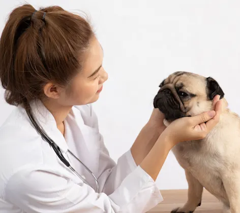 Veterinarian examining pug