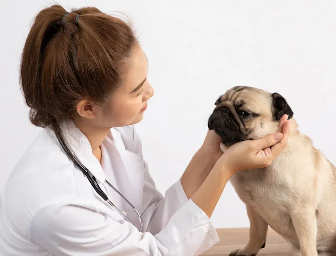 Veterinarian examining pug Veterinarian examining pug