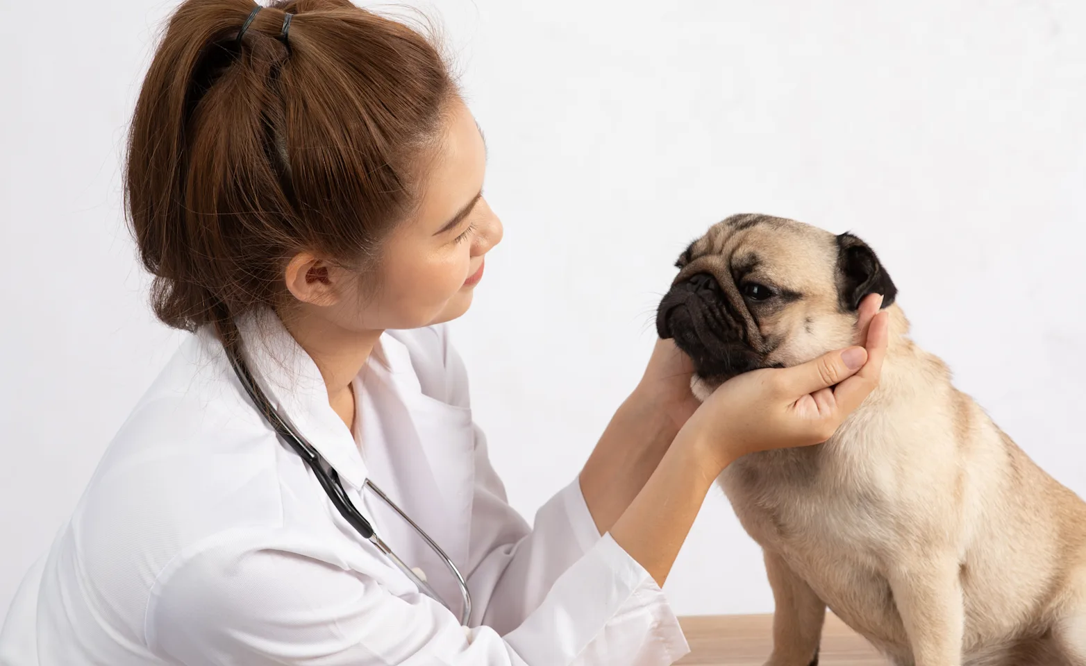 Veterinarian examining pug Veterinarian examining pug