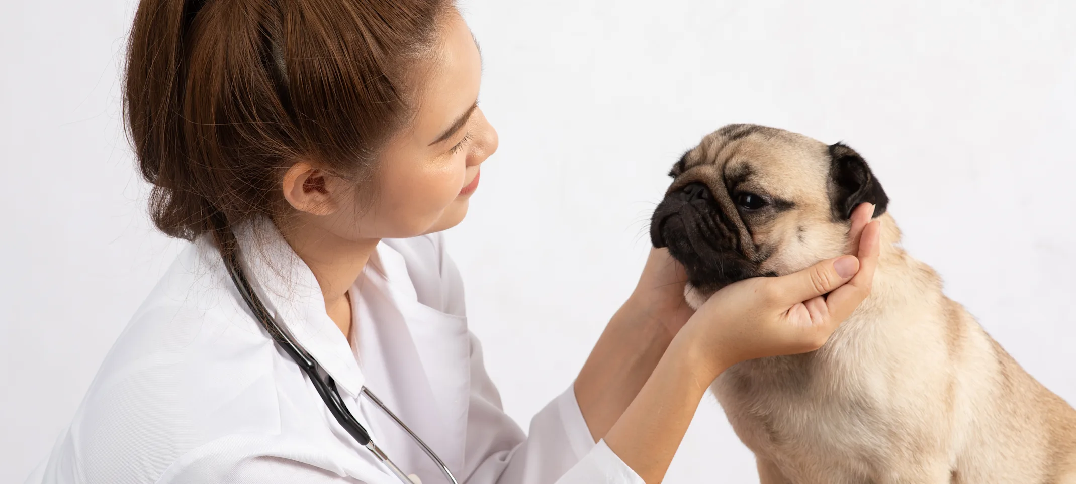 Veterinarian examining pug