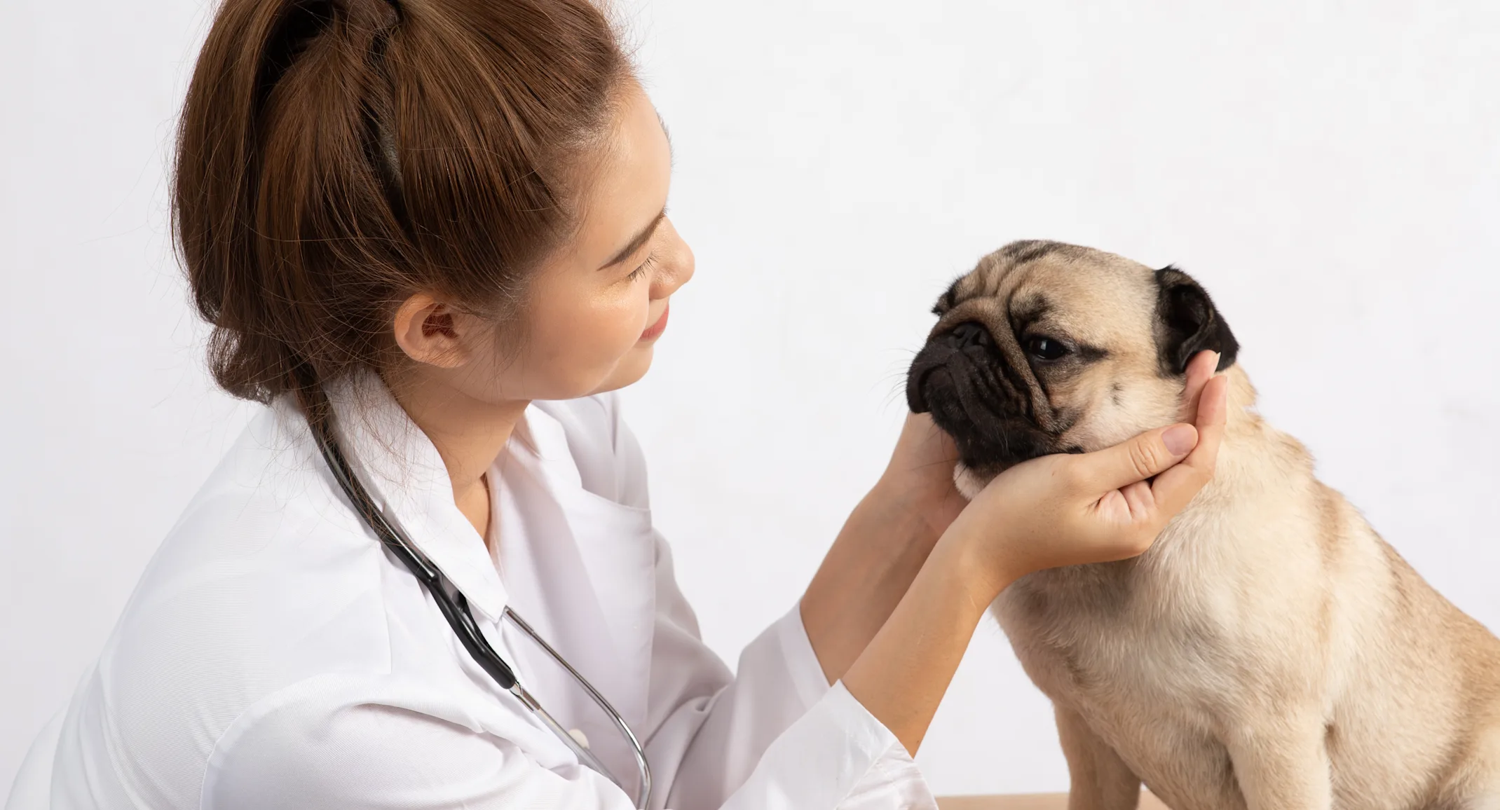 Veterinarian examining pug Veterinarian examining pug