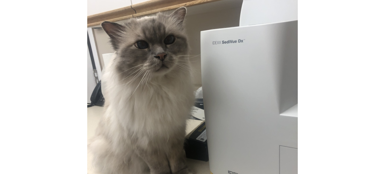 Small Gray Cat Sitting Next to Radiography Equipment