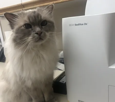 Small Gray Cat Sitting Next to Radiography Equipment Small Gray Cat Sitting Next to Radiography Equipment