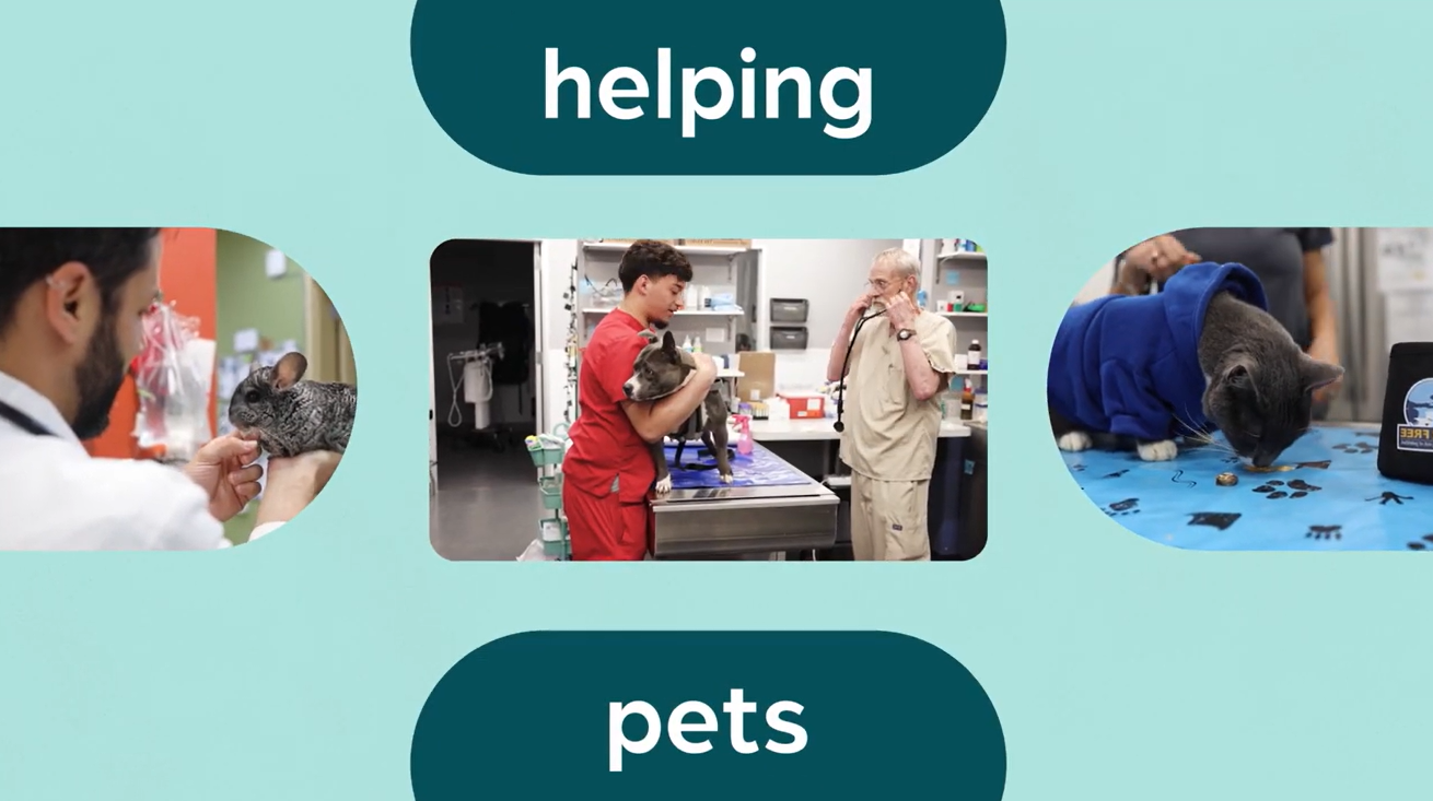 An MAB member and staff examining a large tan dog