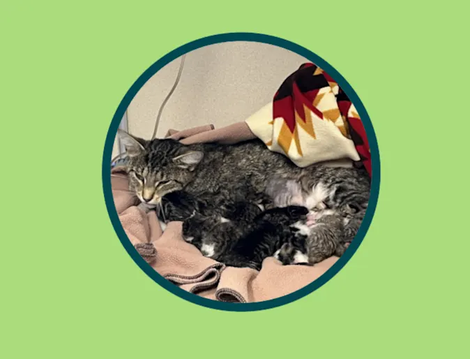 Marigold (Cat) Cuddling with 9 Kittens Icon Marigold (Cat) Cuddling with 9 Kittens Icon