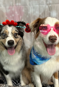 Two Groomed Dogs