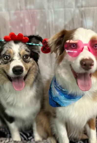 Two Groomed Dogs Two Groomed Dogs
