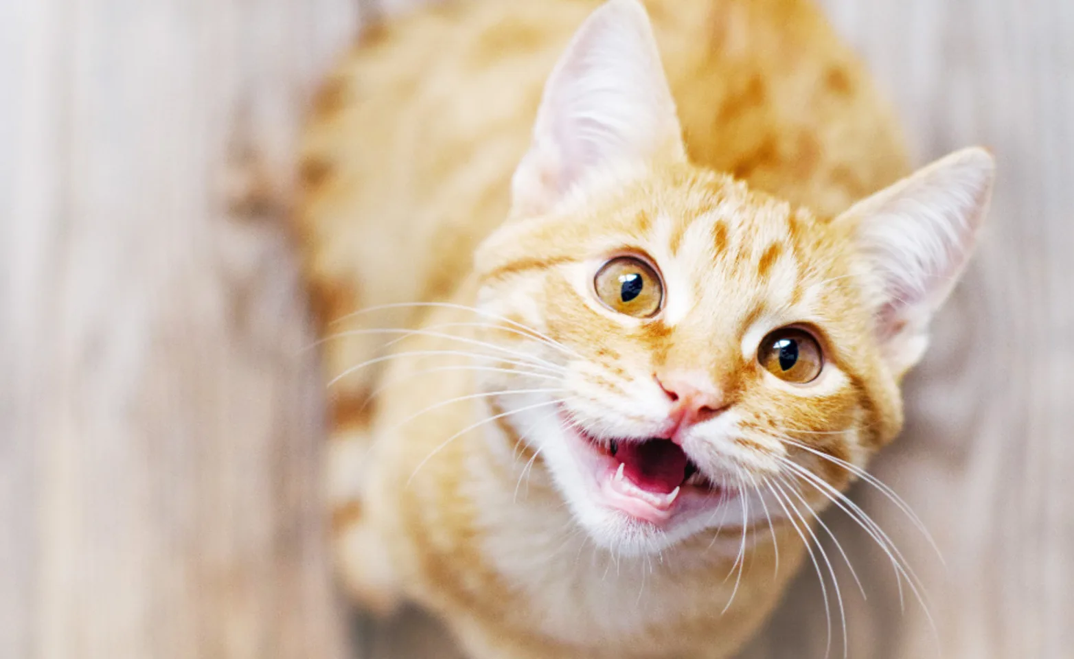 Orange Ginger Cat Meowing Orange Ginger Cat Meowing