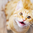 Orange Ginger Cat Meowing